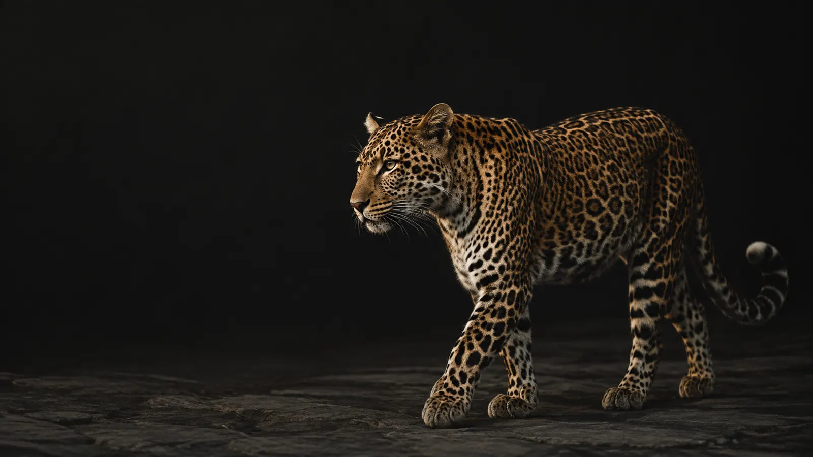 A leopard walking purposefully forward.