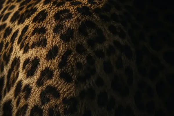 Close detail of a leopard's rosette coat.